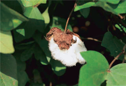 應(yīng)用領(lǐng)域-4 棉花.jpg 應(yīng)用領(lǐng)域-4 棉花.jpg
