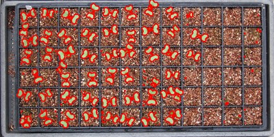 seed germination.jpg seed germination.jpg