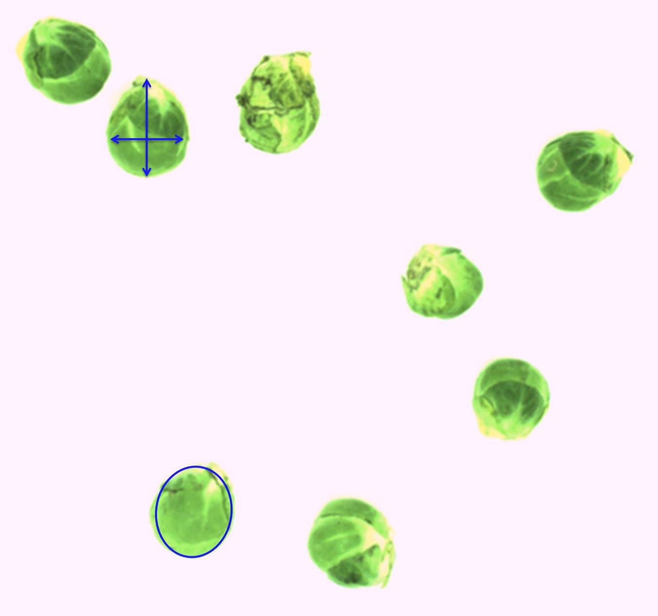 small plant.jpg small plant.jpg