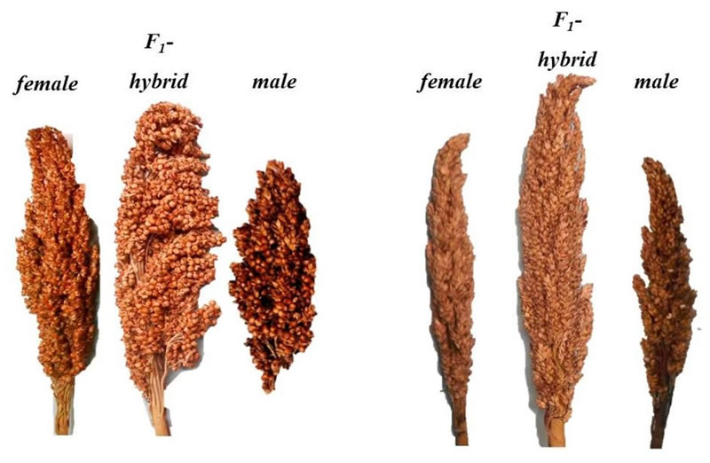 圖2191016Ampha Z32.jpg 圖2191016Ampha Z32.jpg