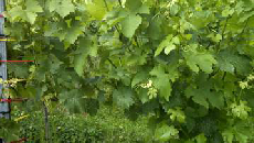 圖片18.png 圖片18.png