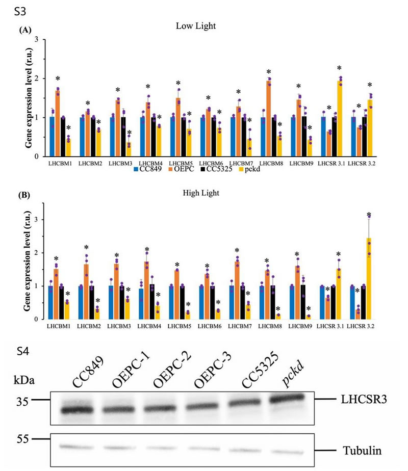 圖S3-S425032601.jpg 圖S3-S425032601.jpg